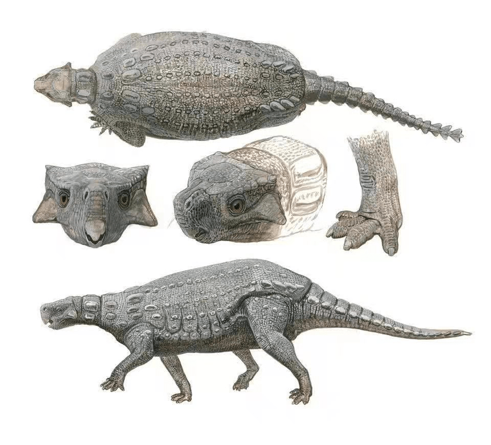 原创恐龙博物馆之小型植食恐龙北方盾龙最后的晚餐吃了什么