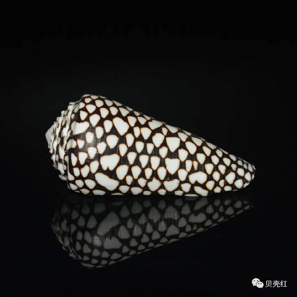 寻宝深圳市海之洋贝壳博物馆 │ 初识黑芋螺_uwkwaj_学名_黑褐色