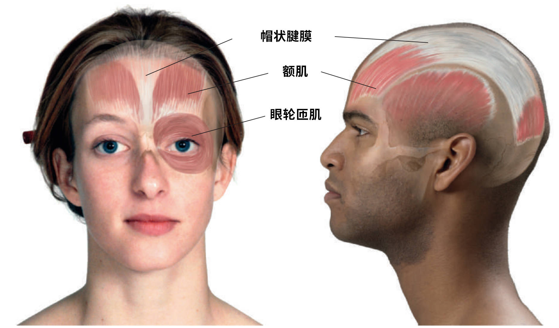 每日一肌额肌头部肌肉主要功能是提眉或皱额