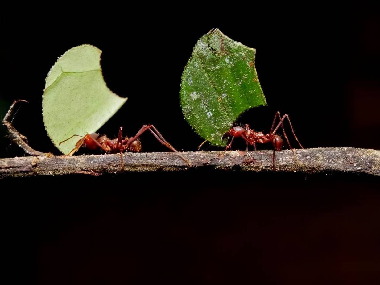 切叶蚁,世界上唯一一种会种植蘑菇的奇特蚂蚁
