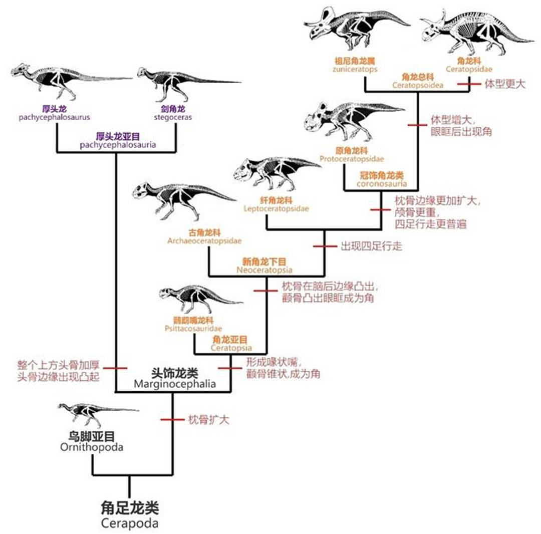 恐龙的进化过程四年级图片