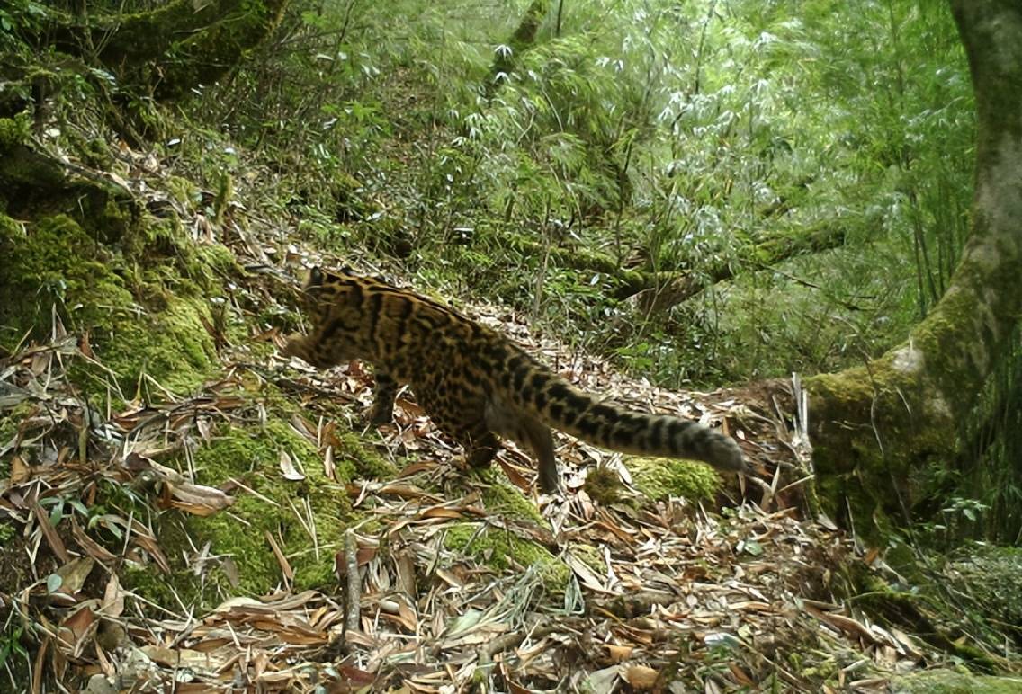 高黎贡山发现神兽云猫,行踪神秘,曾一度在国内消失30年