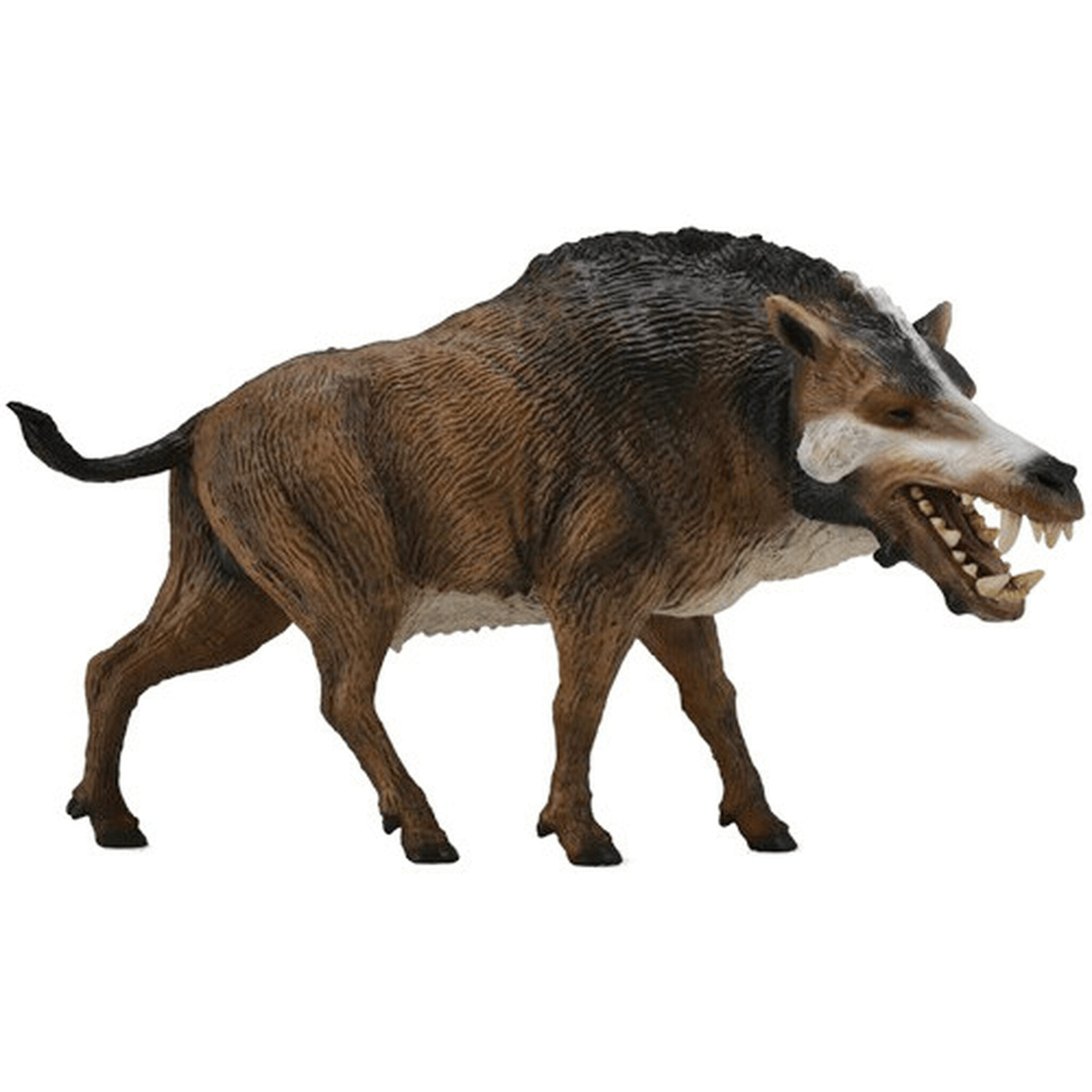 大约1800-2500万年前,生活在北美的恐颌猪,学名肖肖尼凶齿豨( daeodon