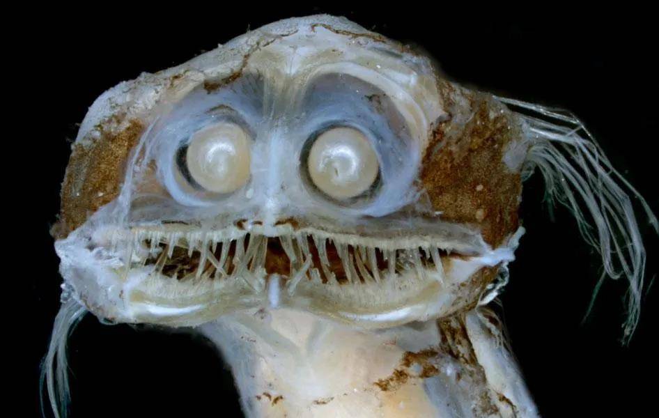 对,我就长得这么奇怪,我的名字更奇怪_望远镜_生物_深海