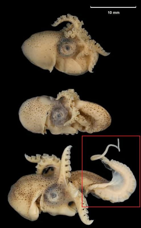 有9个脑袋的章鱼,一生忙着生长,忙着交配,忙着死亡_精子_触角_大脑