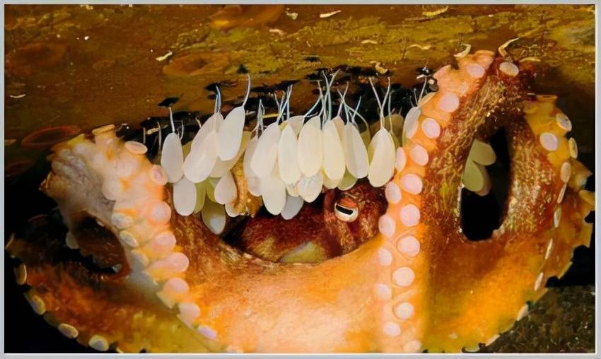 原创有9个脑袋的章鱼一生忙着生长忙着交配忙着死亡