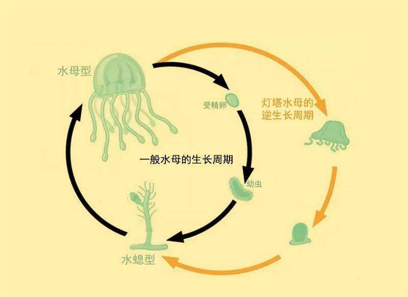 水母的生长过程图图片