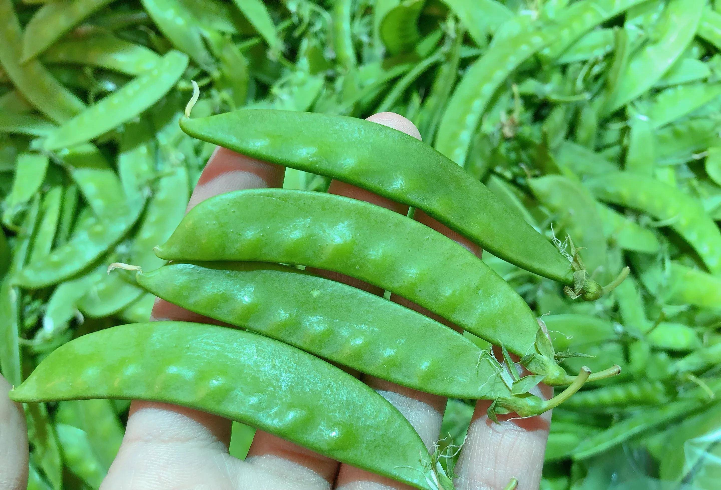 荷香豆长啥样图片