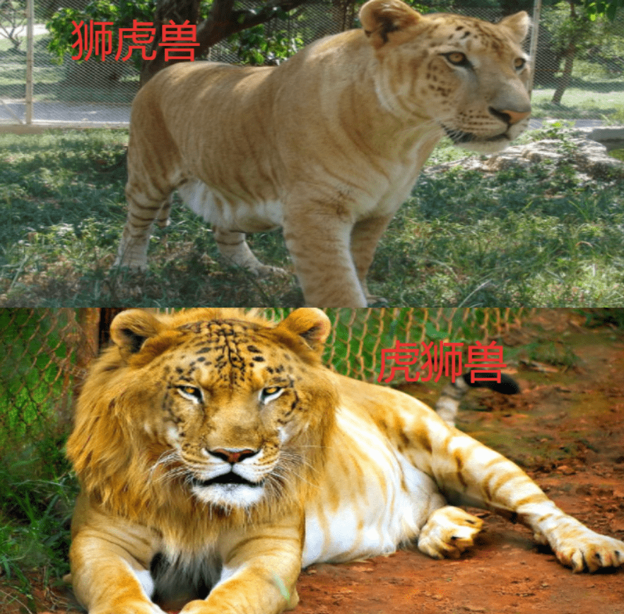 东北虎与狮子体型对比图片