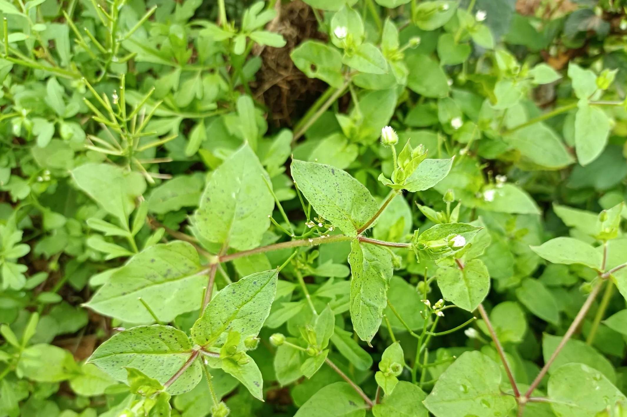 跟我一起认识下我们家乡常吃的6种野菜,附带图片,对着摘准没错_是一种