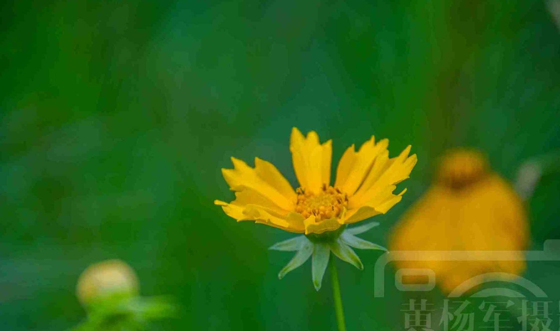 原创             六月金鸡菊花盛开的娇美，绚丽多姿的菊科花卉很漂亮，花开金黄