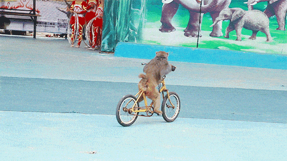 看,黑熊也加入骑单车队伍这小单车真厉害,载得动小猴子也能承受黑熊的