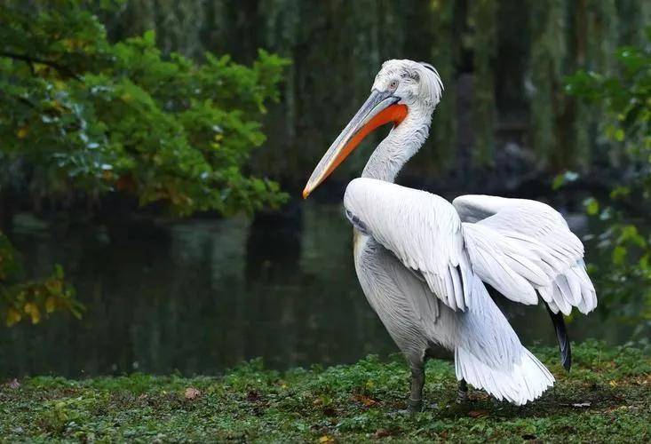 国家二级保护动物—卷羽鹈鹕_pelican_水质鉴定_双翅