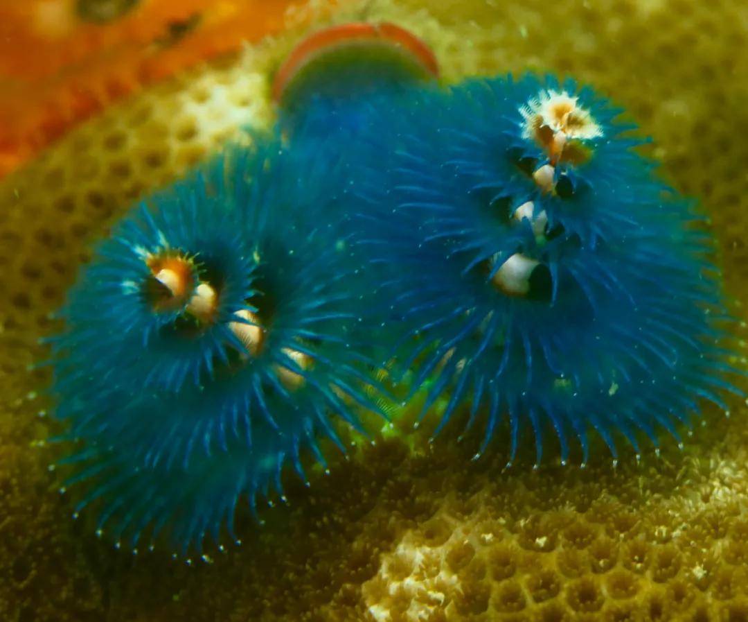 原创海洋探索海底绽放的圣诞树大旋鳃虫