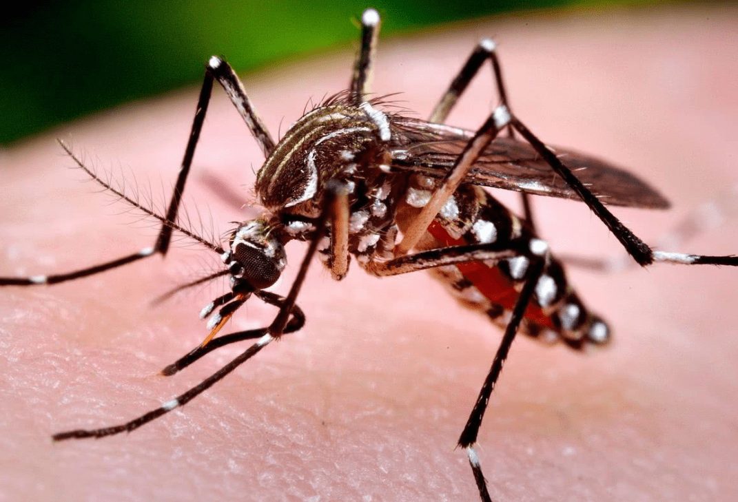 原创20年花蚊子扩散70多个国家能全部消灭吗