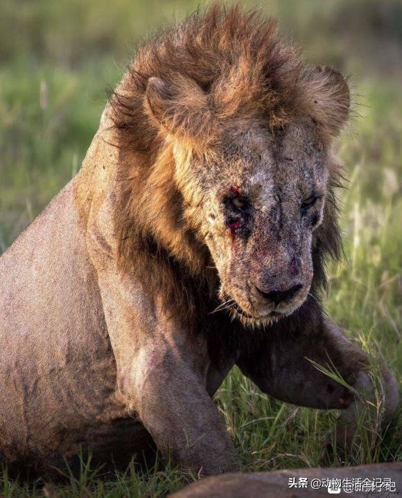 18岁的老狮王龙基托雄狮遗憾的战败下台走上流浪之路