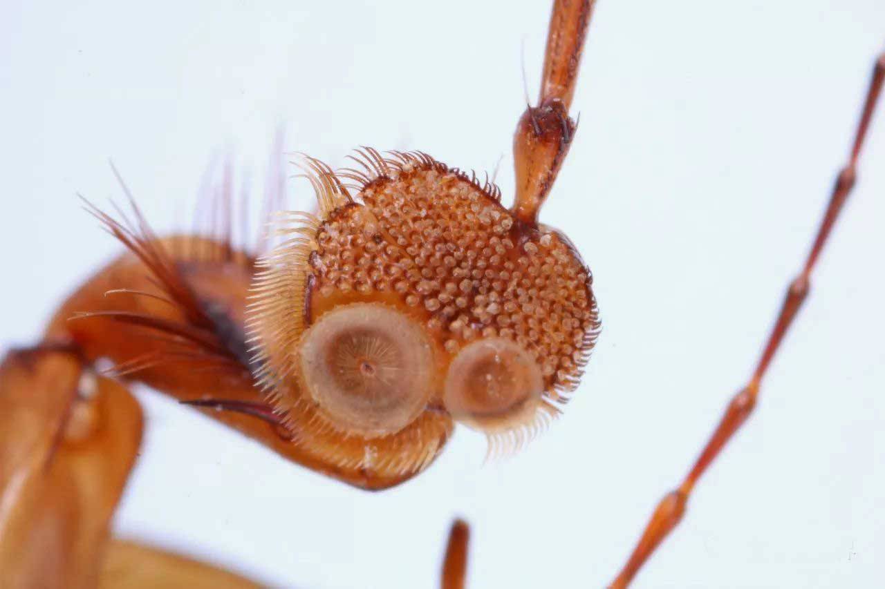 水中鬣狗高科技生物潜艇护妻狂魔基因多样终结者龙虱