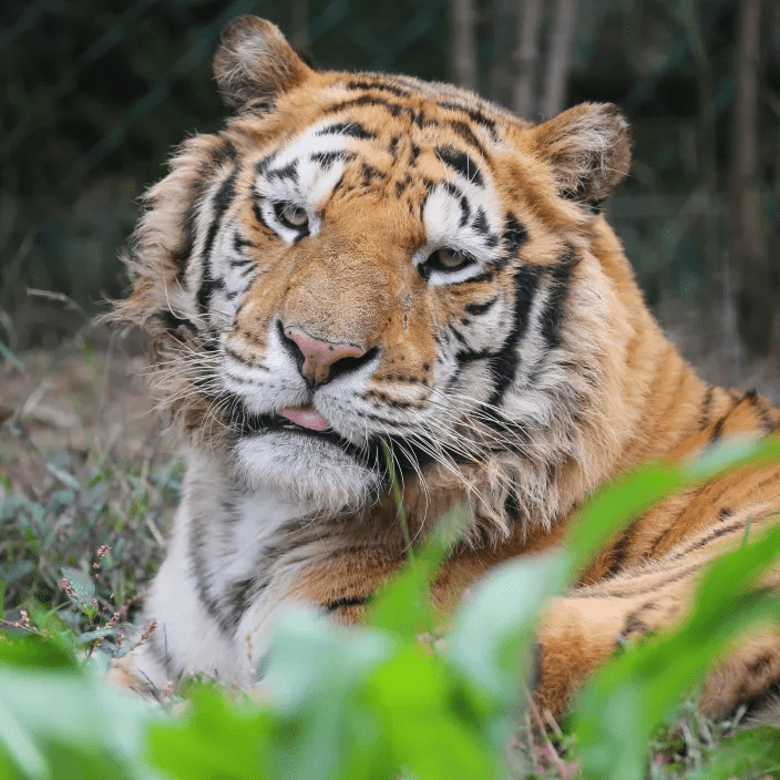虎年当然要看虎,来乐和乐都可以看个够_门票_主题_孟加拉虎