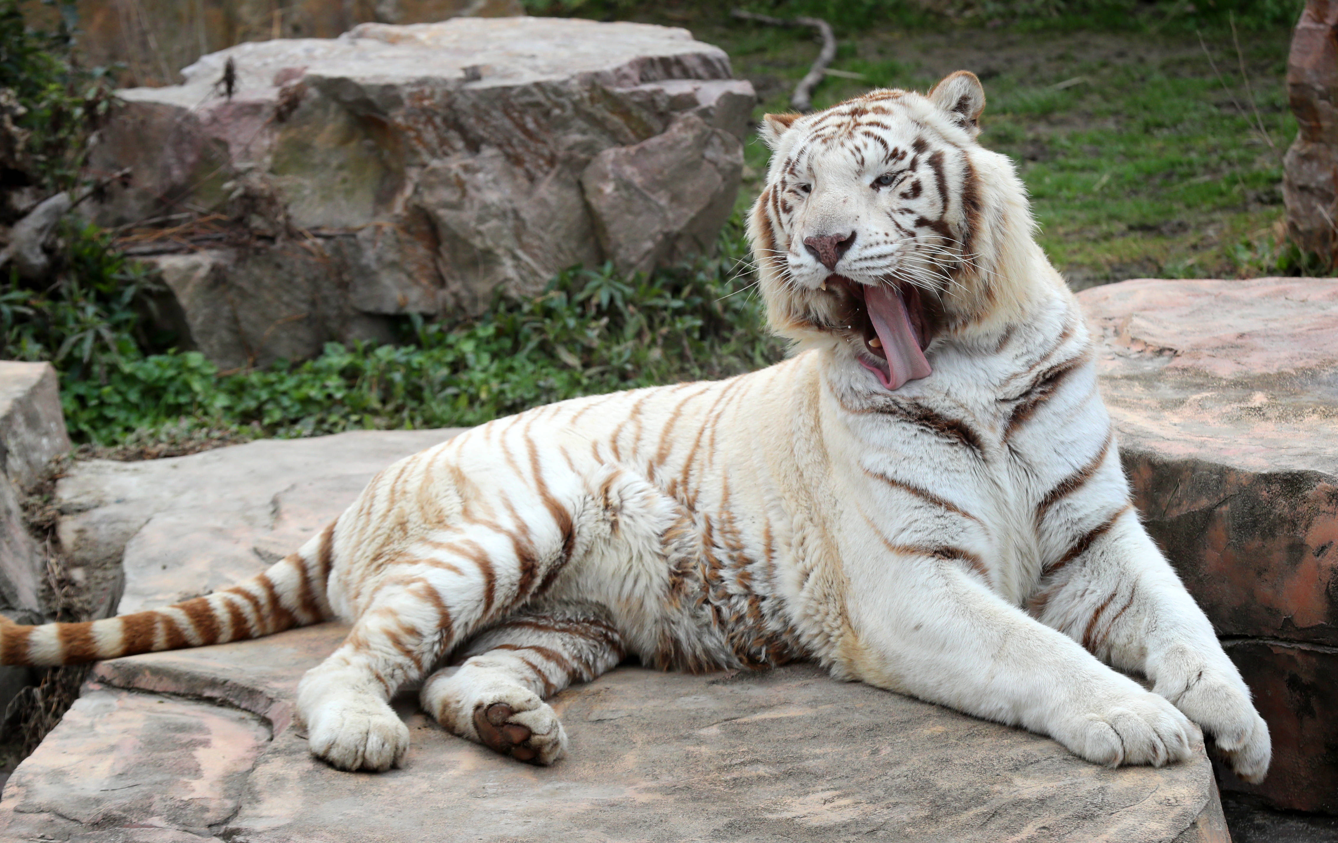 原創孟加拉白虎東北虎江蘇南通森林野生動物園群虎亮相迎虎年