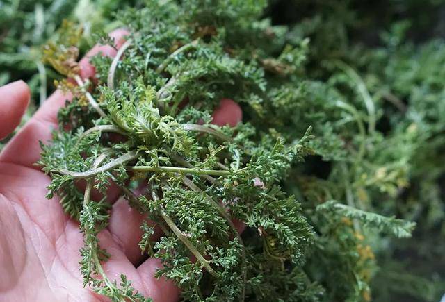 原创农村可食用的四大蒿草第一个能做青团最后一个春天抢着摘