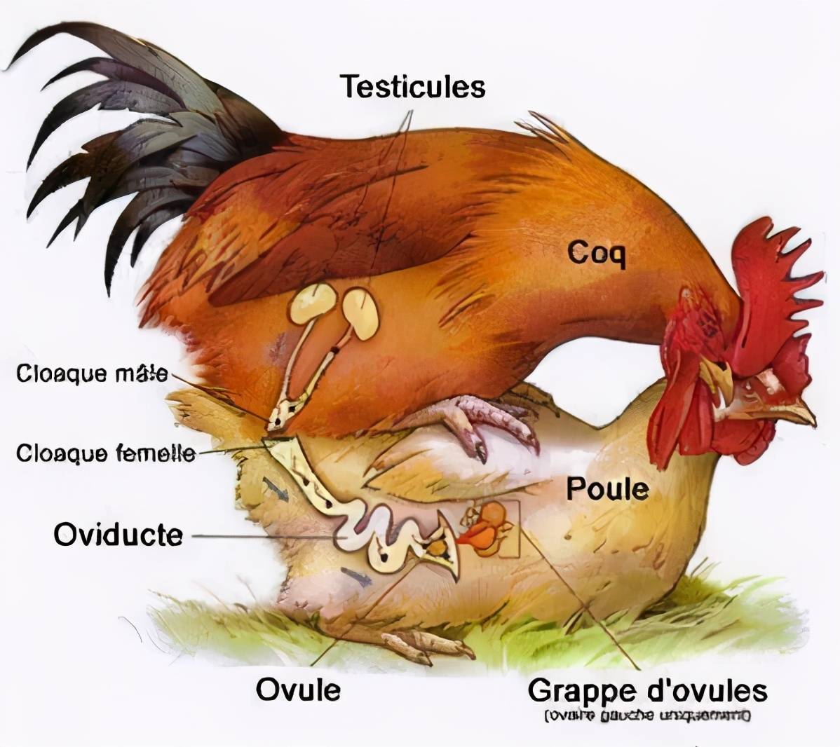 奇怪的知识又增加了_母鸡_公鸡_鸟类