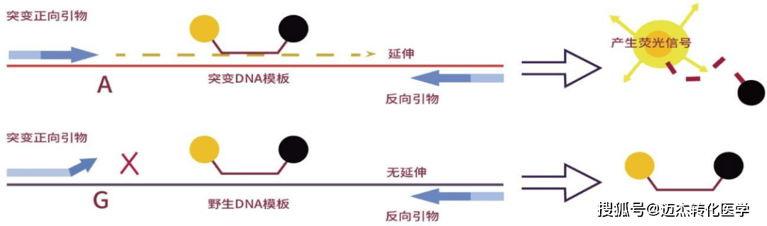 JAK2、MPL、CALR等驱动基因在MPN诊疗中检测意义