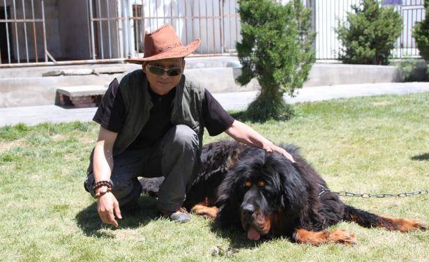 标价上千万被人们"疯抢",如今白给都没人要_藏獒_价格_主人