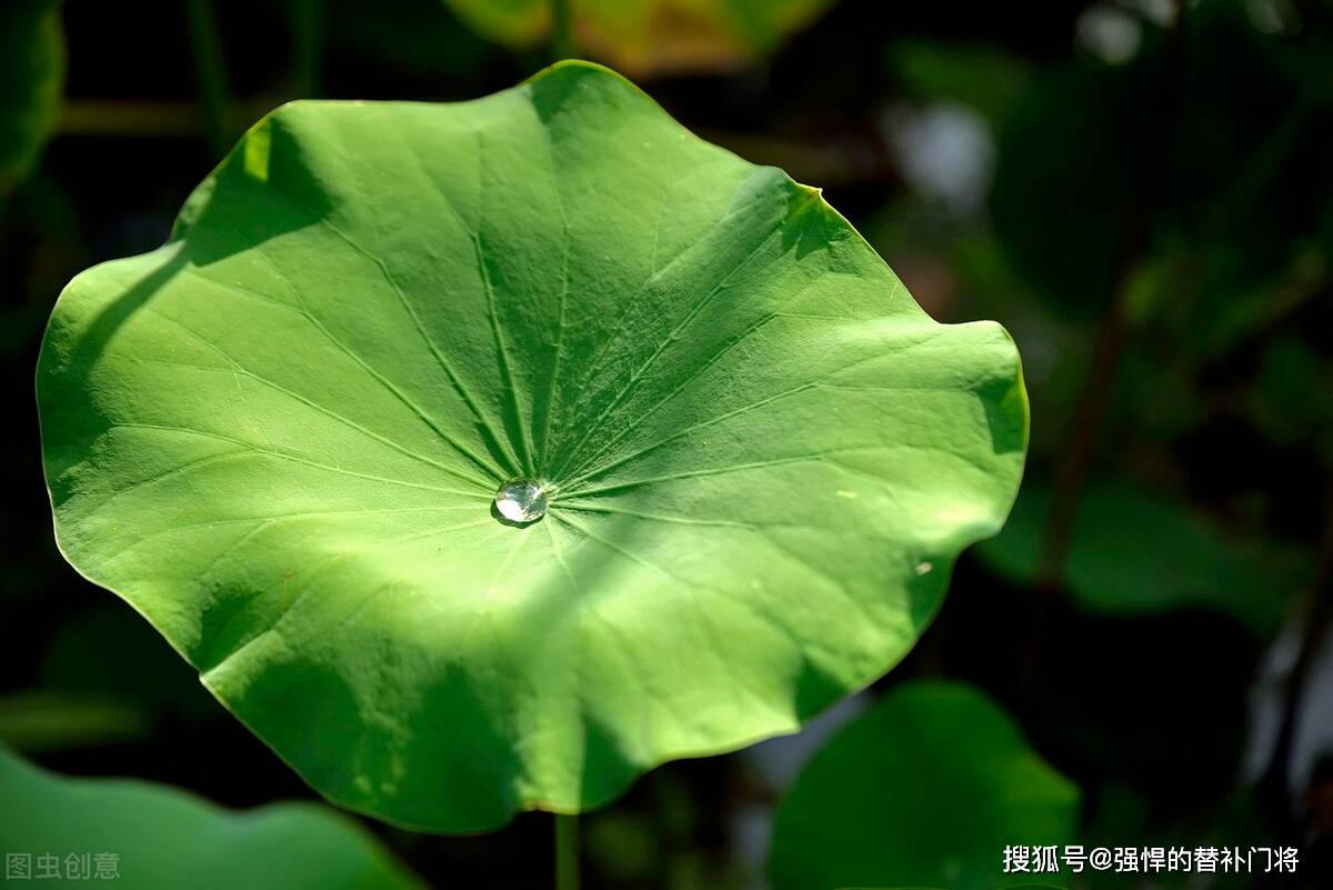 荷叶之所以会滴水不沾主要是因为荷叶表面有什么蚂蚁庄园答案