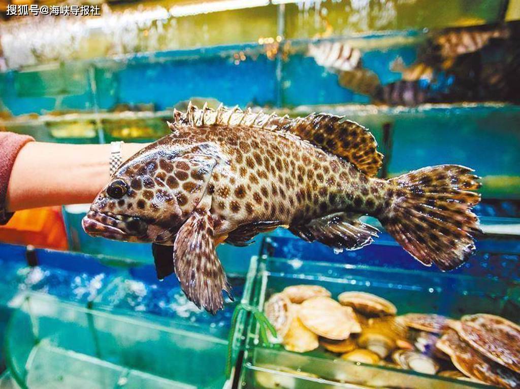 台湾石斑鱼销大陆检出禁药 最强菜农 爆料 相关机关早就知道 林佳新 药物 问题