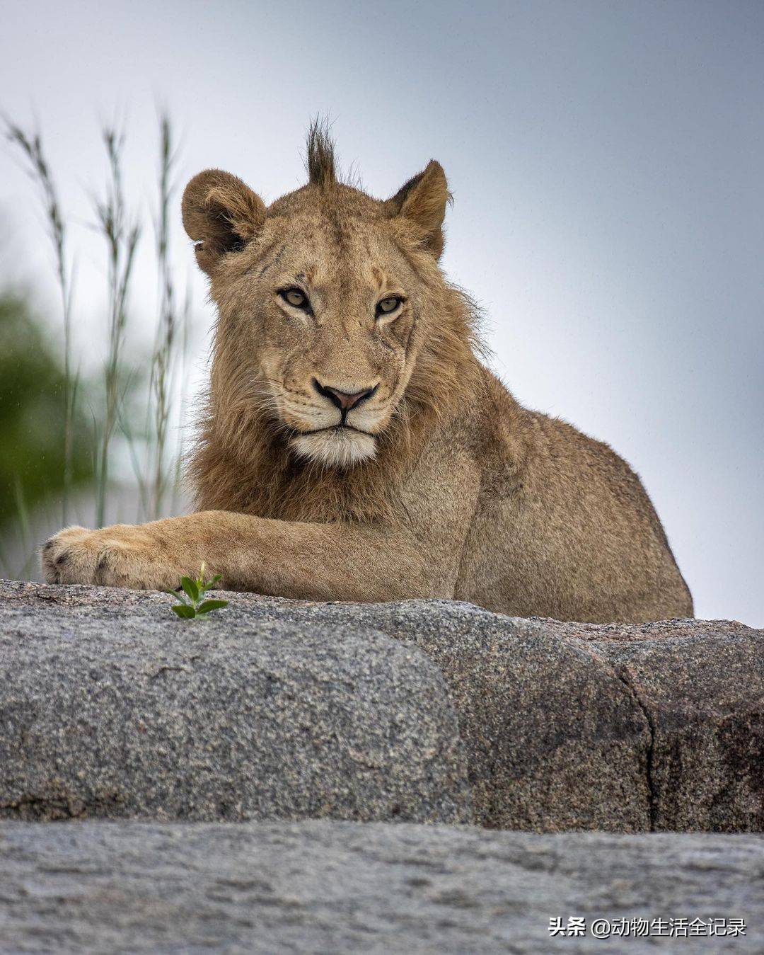 渥太华狮群少年团:四名少年依旧茁壮成长,未来在哪里呢_马五_雄狮