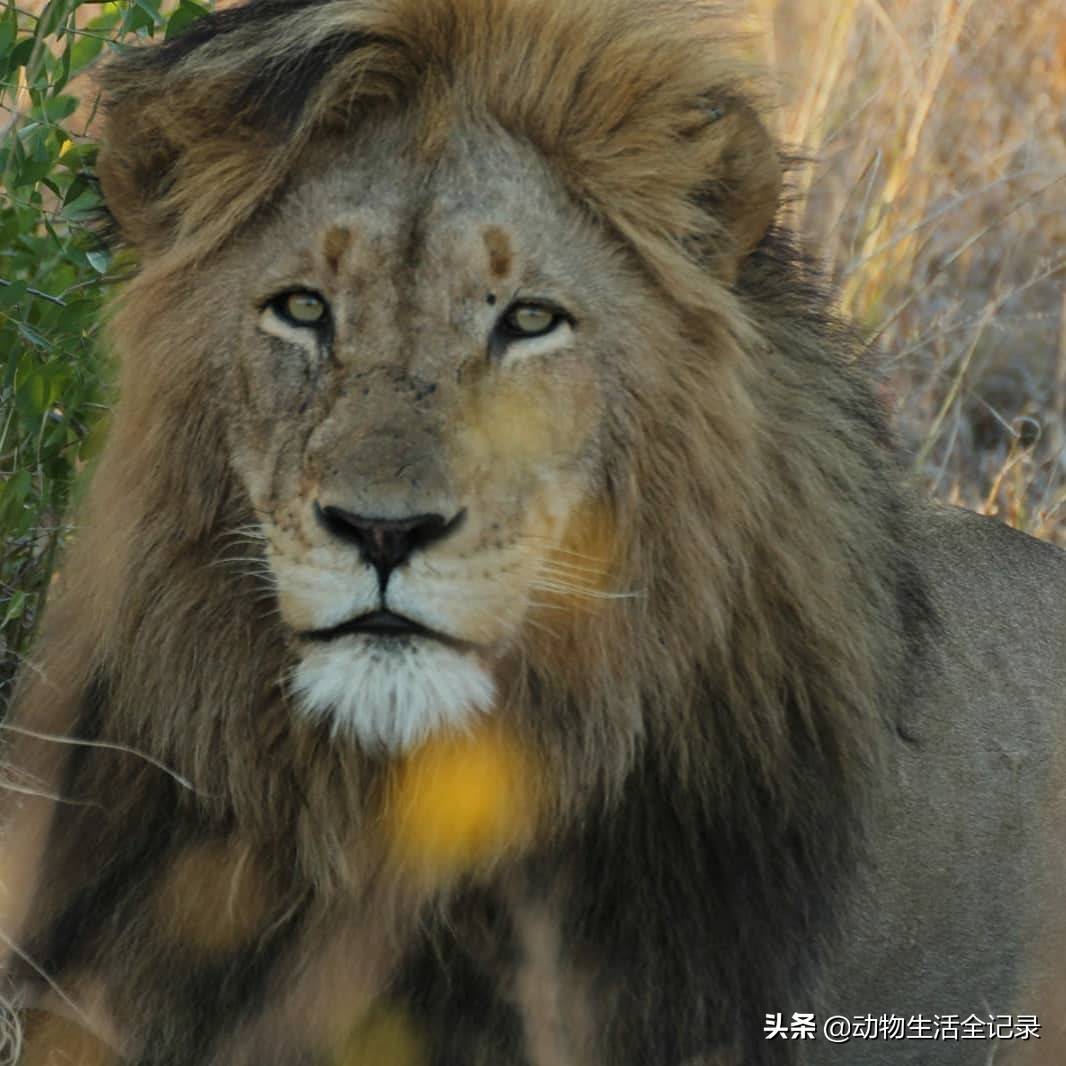 渥太华狮群少年团:四名少年依旧茁壮成长,未来在哪里呢_马五_雄狮
