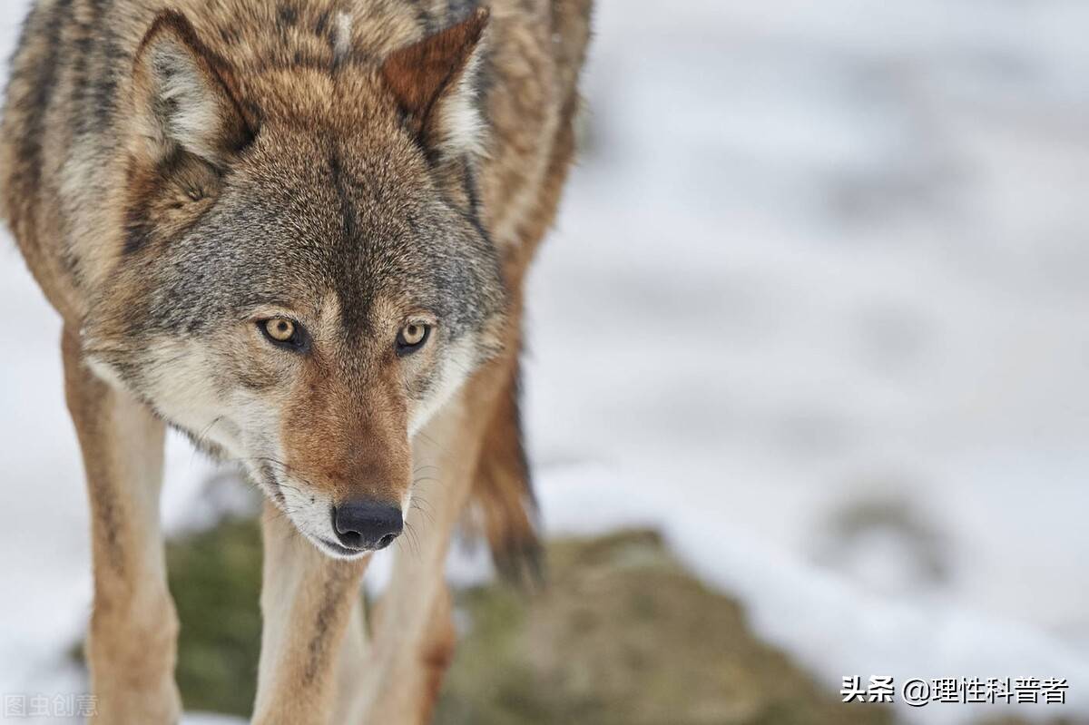 野生狼一般可以活12--16年,人工饲养可以活到二十年左右.