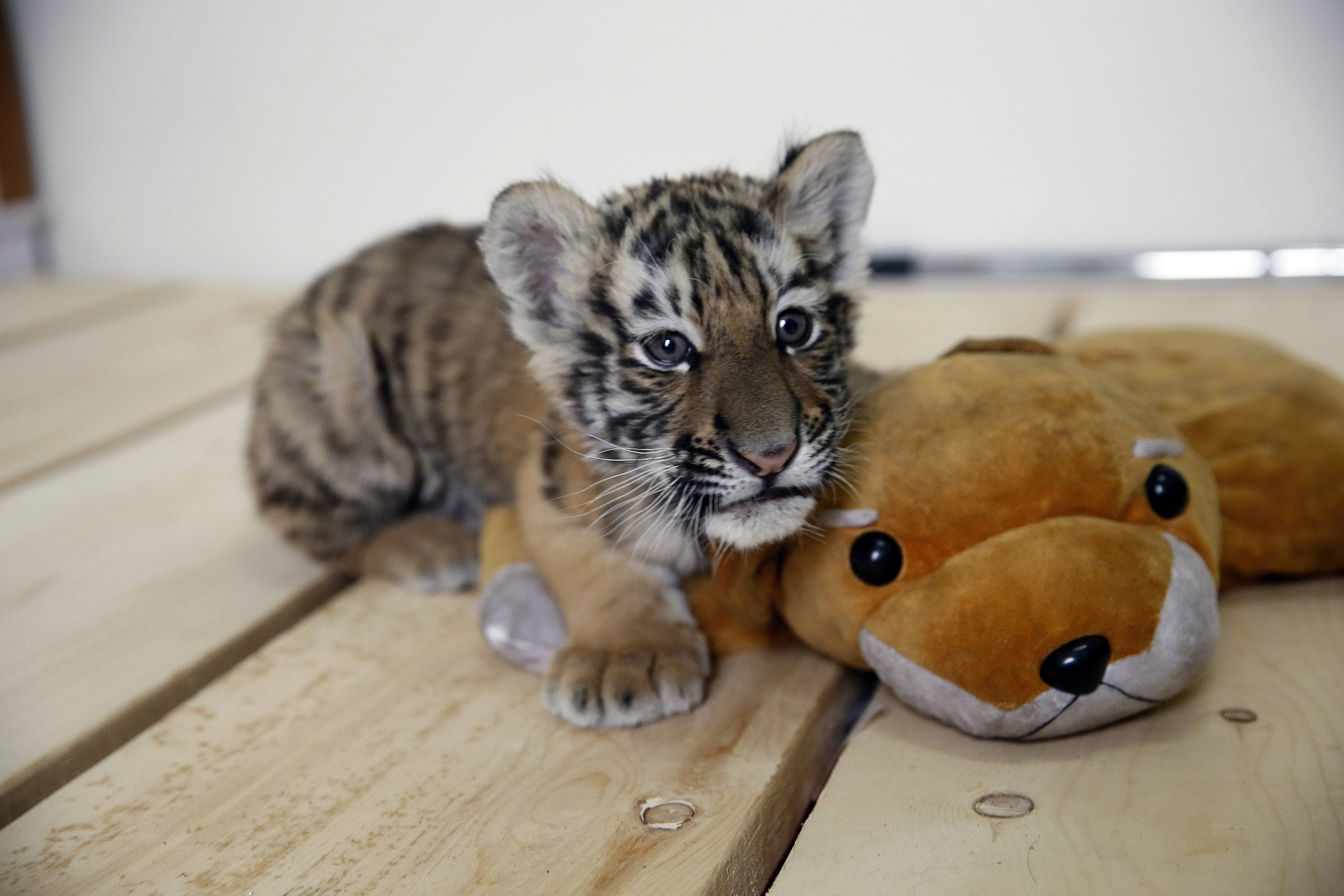 在包头劳动公园的动物园里,由东北虎,白虎组成的"小虎队"成为了当之无