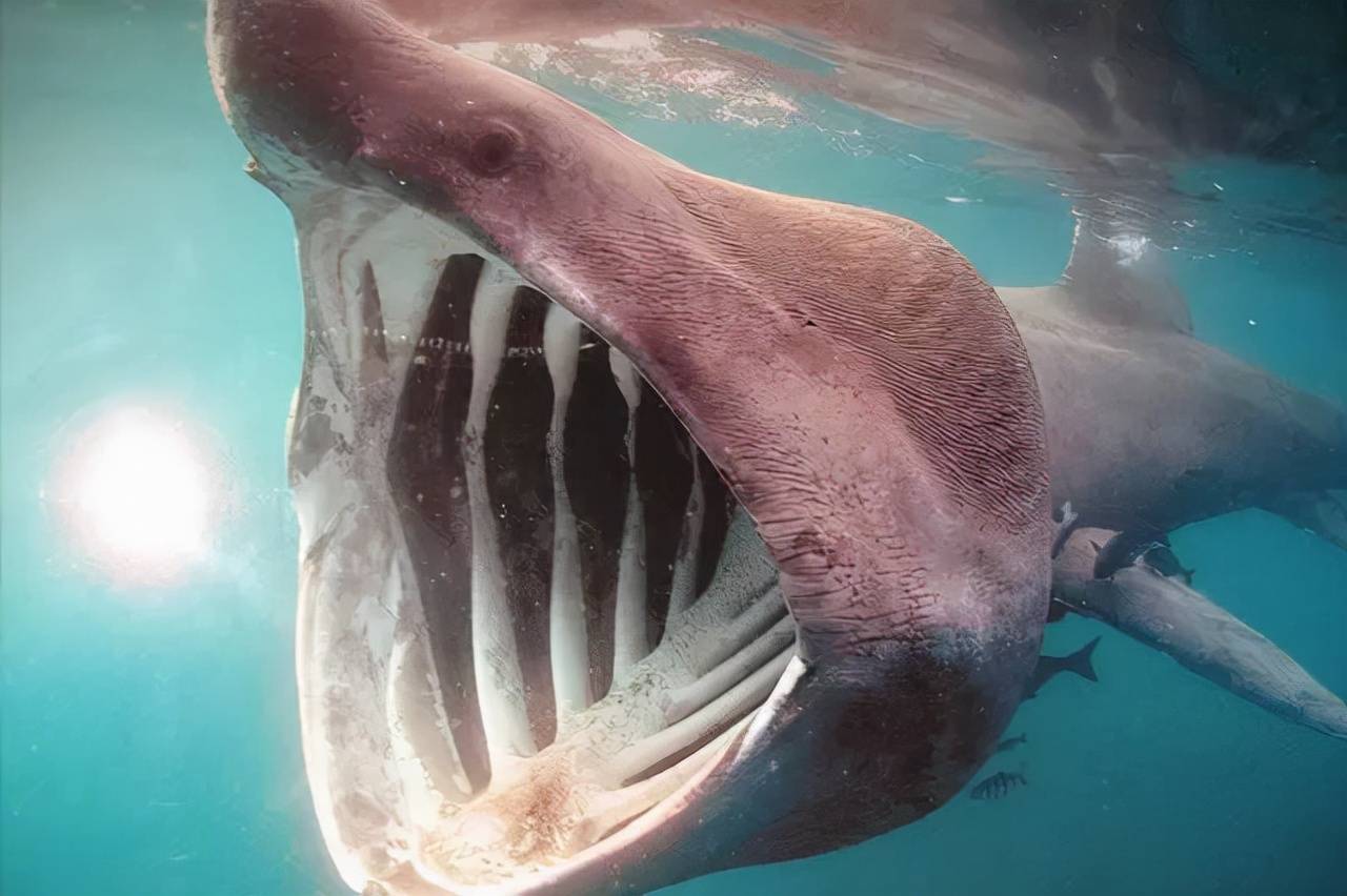 姥鲨通过“聚会”和相互环绕来寻找伴侣 形成水下鲨鱼圈 - 神秘的地球 科学|自然|地理|探索