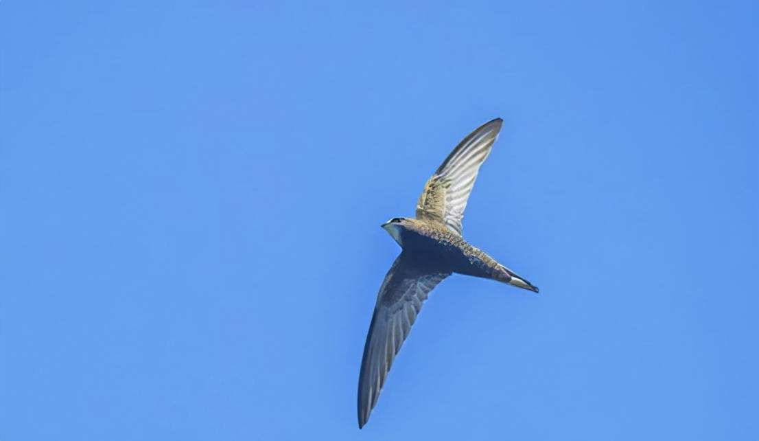 飞翔_鸟类_时间