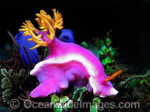 哎呦呦,太好看了,真的太太太好看了-多彩公牛海麒麟_紫色_食物_有缘