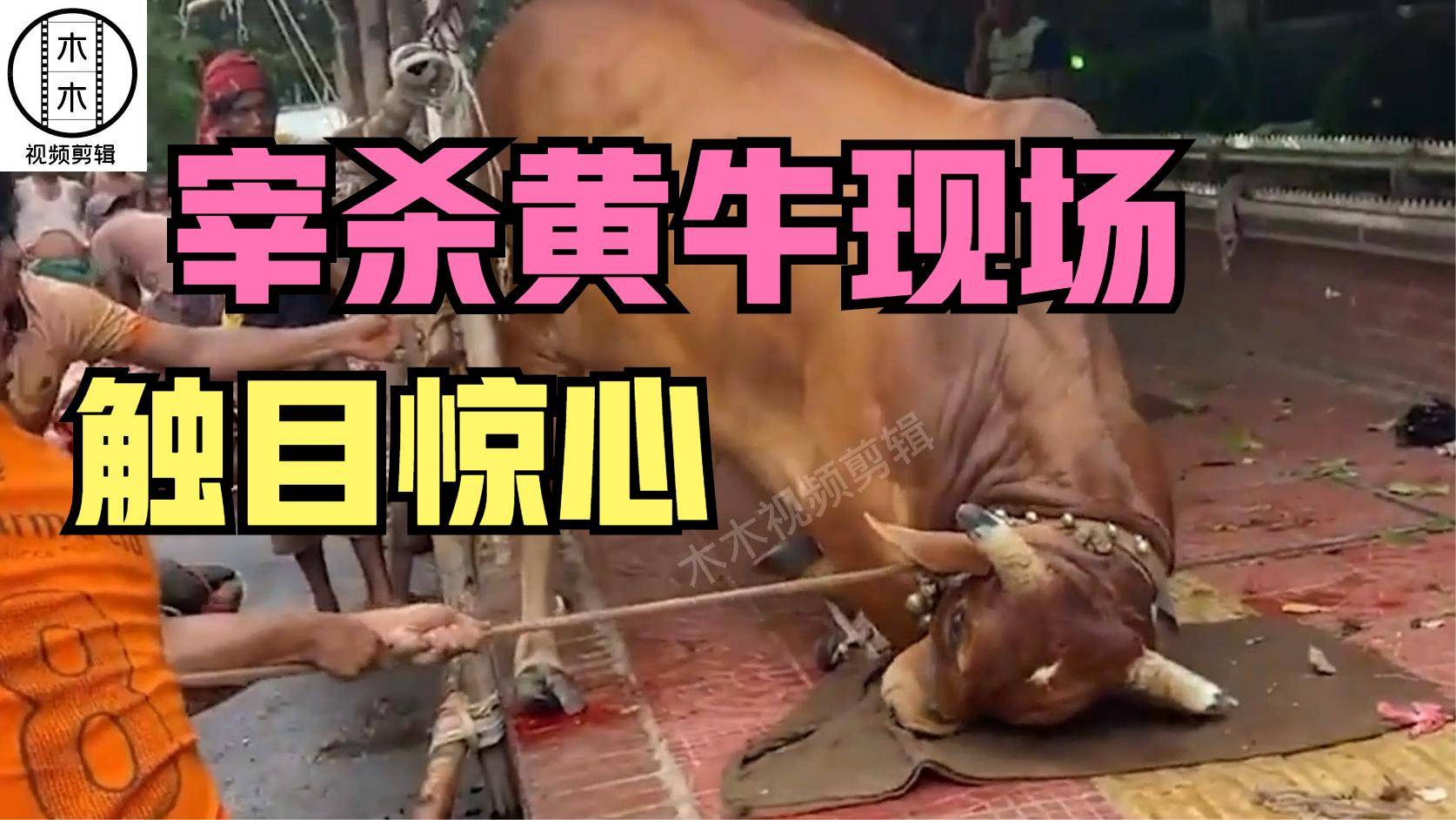 黄牛被宰杀时泪流满面看着黄牛最后的挣扎太可怜了