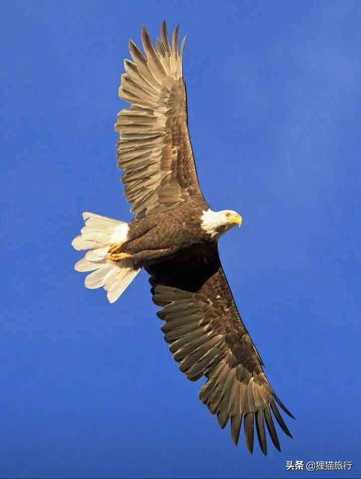 白頭海雕是國外國鳥,也叫禿頭鷹,碰到海東青還得說