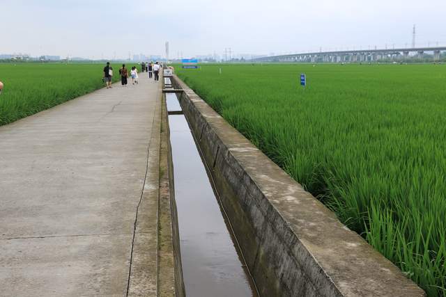 四川省眉山市東坡區太和鎮永豐村紀遊_稻田_農田_標牌