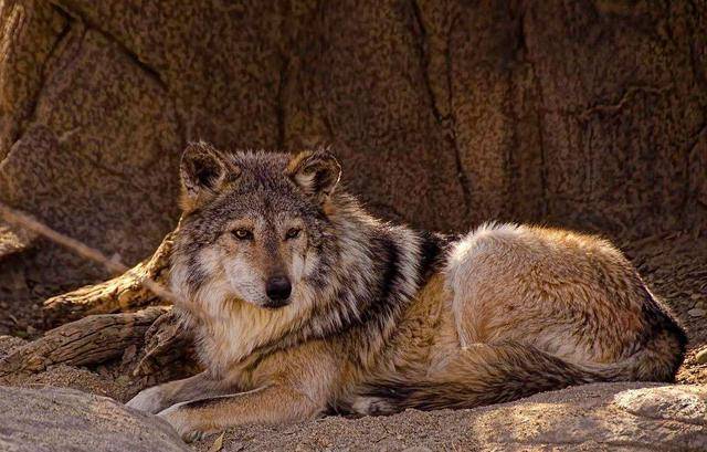 狼这种动物到底有多可怕它的命门在哪里