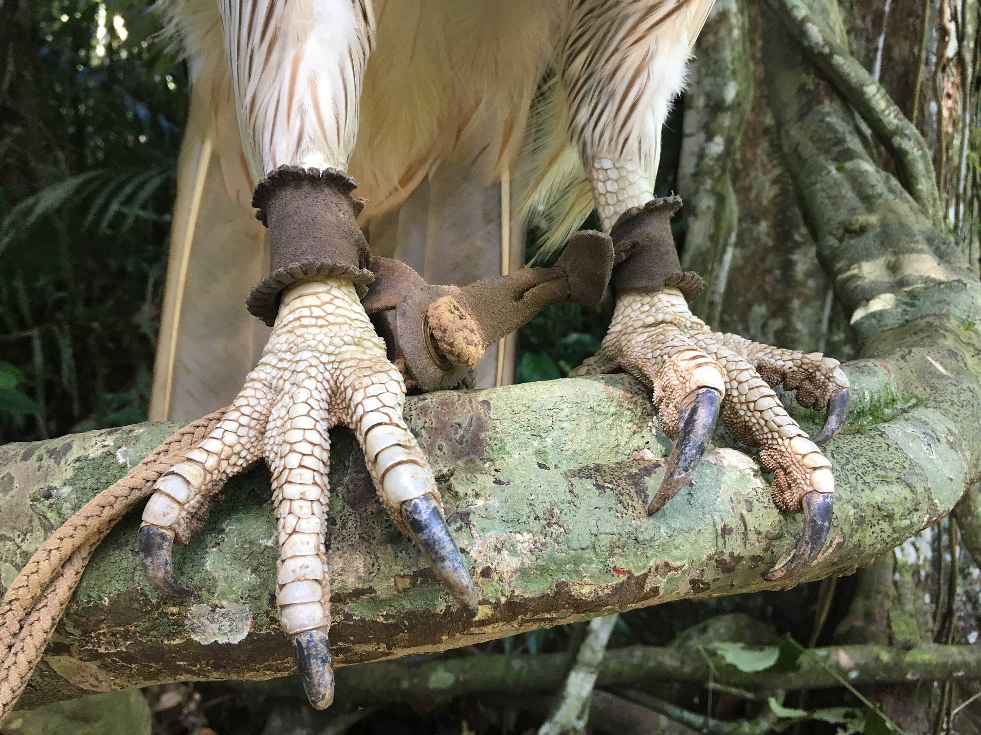 老鹰vs大猫如果这两种科属物种发生群殴谁会笑到最后呢