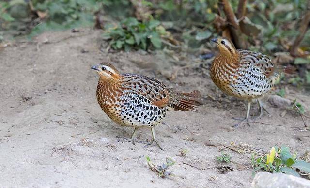 竹鸡_食材_因为