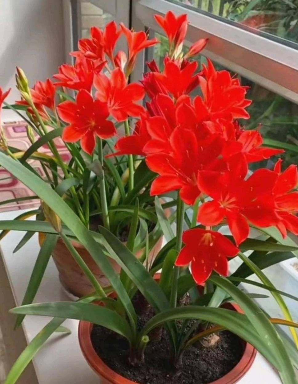 球根花卉 新宠 乔治百合 花叶俱美 栽培容易 室内也能养好 观赏植物 开花 光照