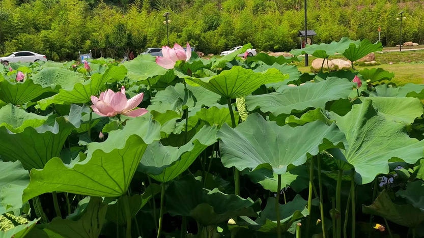 南阳市文广旅局“畅游南阳 走进南召”活动启动