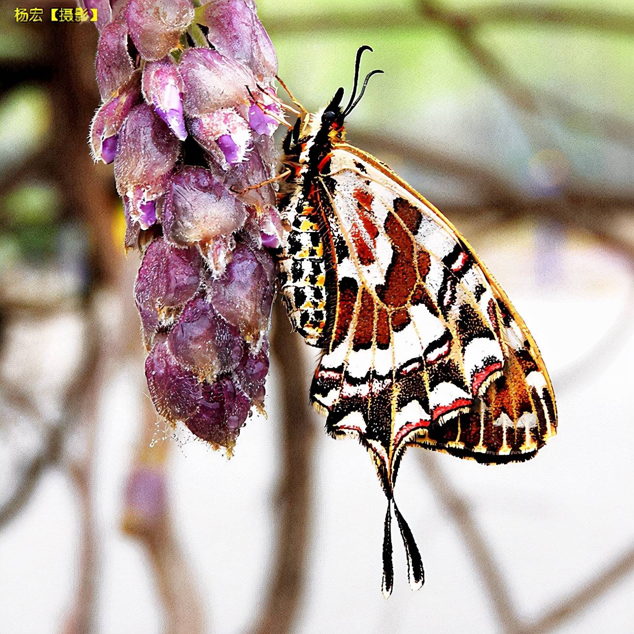 中国蝴蝶丝带凤蝶属生态照片杨宏摄影系列第4集图文