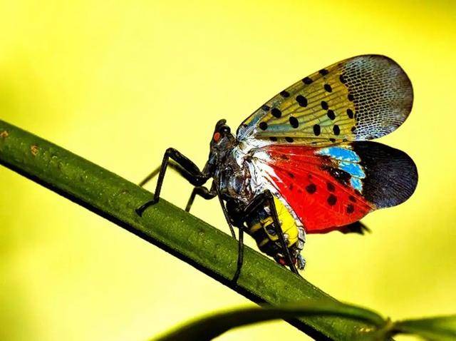 "红娘子"是什么动物?为何以前的老人说它碰不得?