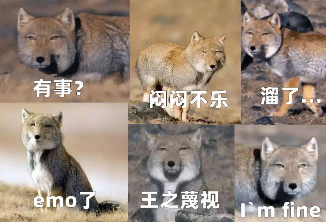 藏狐四大表情包图片