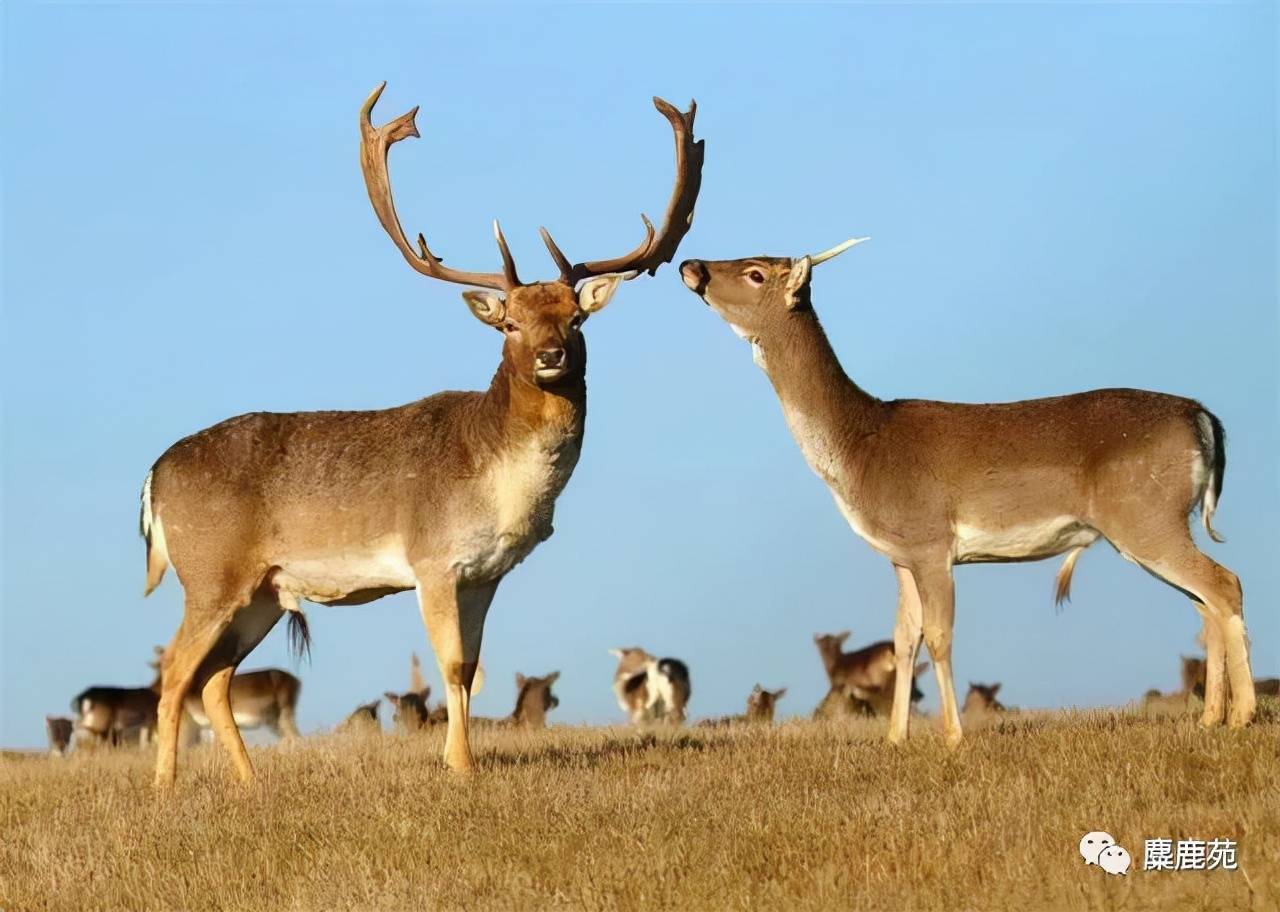原创自然有灵且美森林精灵之黇鹿