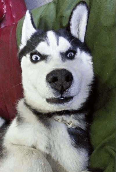 原创养了只哈士奇下班回家后发现我家门上钻出来一只狗头