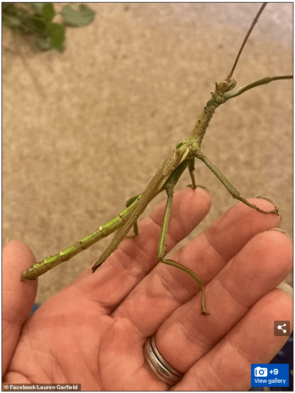 一只作为宠物的竹节虫蜕皮后,被主人发现它是半公半母的_查理_自然